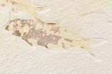 Three Knightia Fossil Fish - Wyoming #85481-1